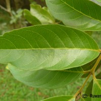 Psidium guineense Sw.